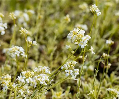 Arabis ferdinandi-coburgii 'Variegata' 