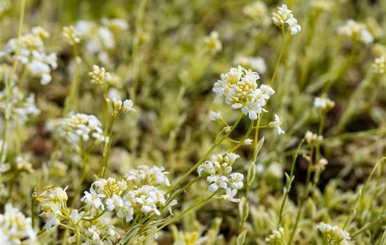 Arabis ferdinandi-coburgii 'Variegata' 