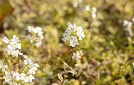 Arabis ferdinandi-coburgii 'Old Gold' 