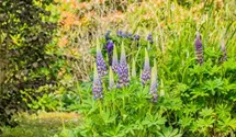 Lupine 'Kastellan'