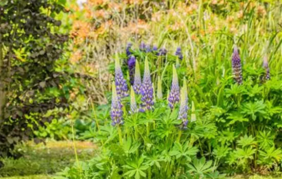 Lupinus polyphyllus 'Kastellan' 