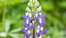 Lupine 'Kastellan'