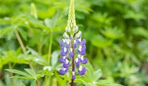 Lupine 'Kastellan'