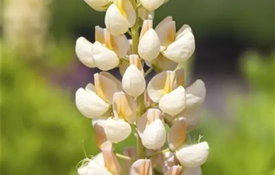 Lupinus polyphyllus 'Kronleuchter' 