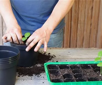 Gurken - Pikieren Gurken - Pikieren