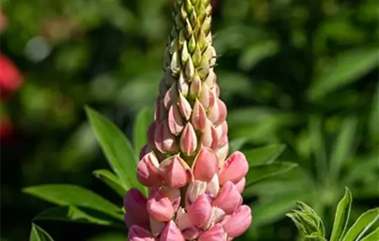 Lupinus polyphyllus 'Schlossfrau' 