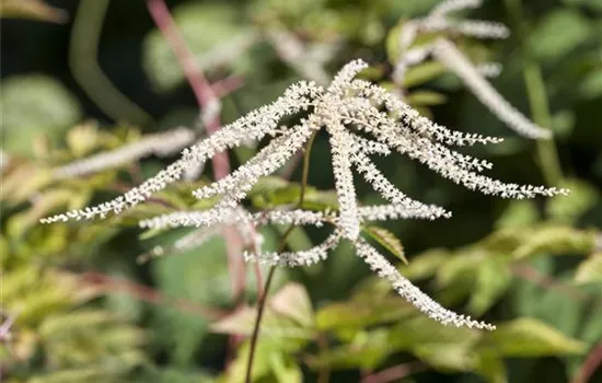 Aruncus dioicus 