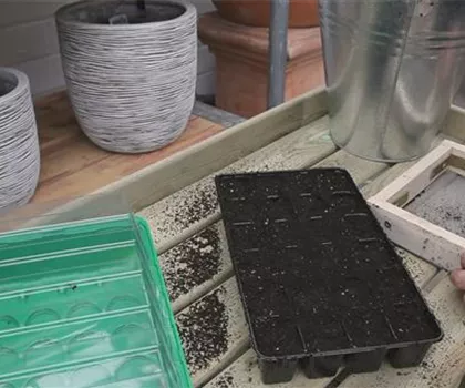 Chinakohl - Aussäen von Samen Chinakohl - Aussäen von Samen