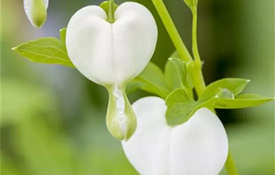 Dicentra spectabilis 'Alba' 