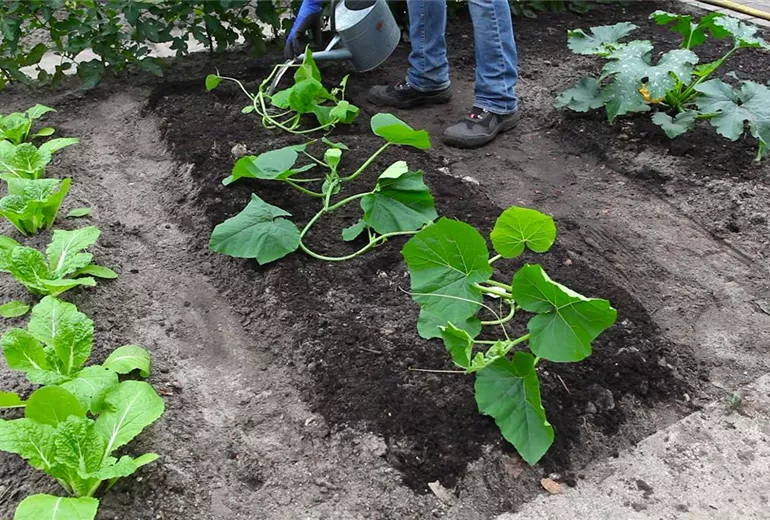 Kürbis - Einpflanzen im Gemüsebeet (thumbnail) Kürbis - Einpflanzen im Gemüsebeet (thumbnail)