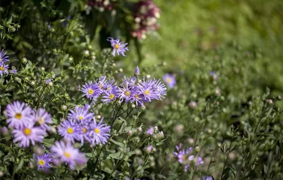 Aster amellus 'Rudolf Goethe'  Aster amellus 'Rudolf Goethe'