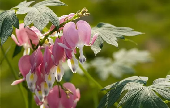 Dicentra spectabilis 