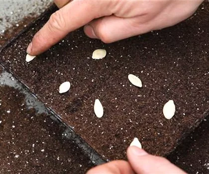 Kürbis - Aussäen von Samen Kürbis - Aussäen von Samen