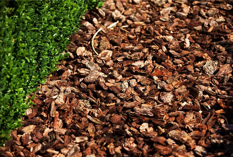 Buxus sempervirens var. arborescens Buxus sempervirens var. arborescens