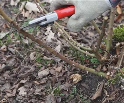 Beetrosen - Zurückschneiden im Frühling Beetrosen - Zurückschneiden im Frühling