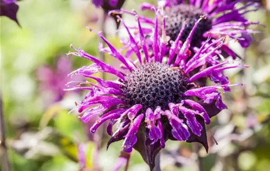 Monarda fistulosa 'Prärienacht' 