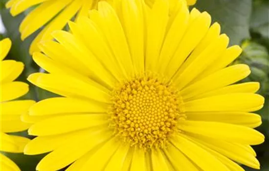 Doronicum orientale 'Little Leo' 