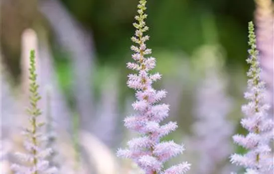 Astilbe chinensis var. pumila 
