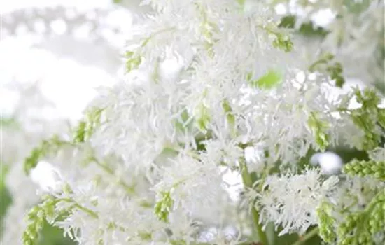 Astilbe x arendsii 'Brautschleier' 