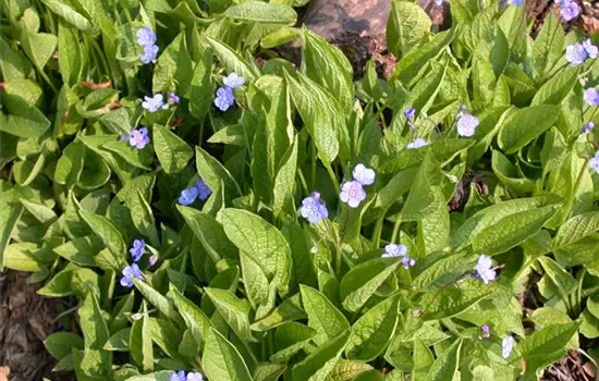 Omphalodes verna 