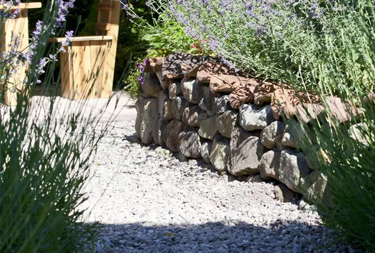 Perovskia atriplicifolia Perovskia atriplicifolia