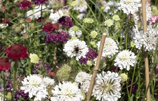 Scabiosa caucasica 'Perfecta Alba' 