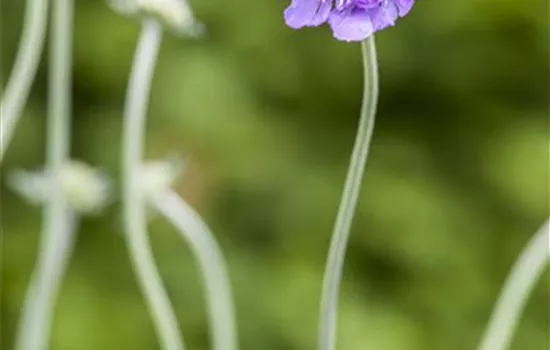 Scabiosa caucasica 'Perfecta' 