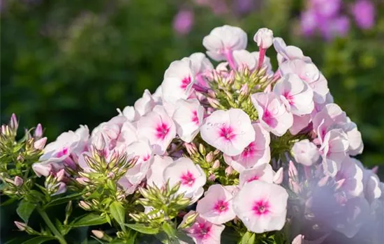 Phlox paniculata 'Flame Pro Soft Pink' 