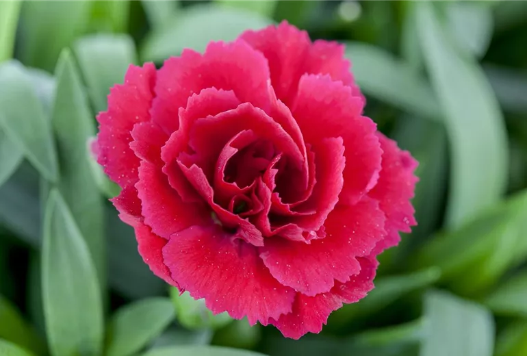 Dianthus caryophyllus