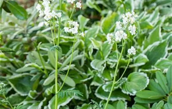 Polemonium caeruleum 'Album' 