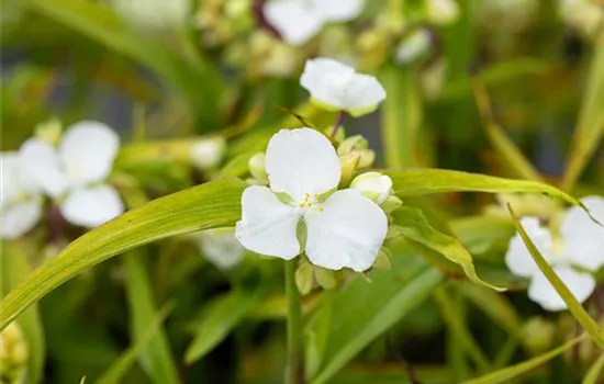 Tradescantia x andersoniana 'Innocence' 
