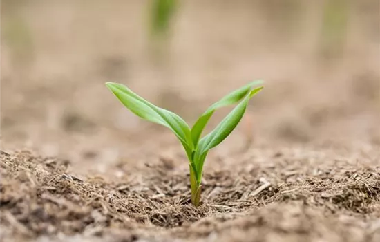 Polygonatum multiflorum 