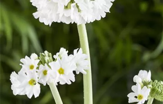 Primula denticulata 'Alba'