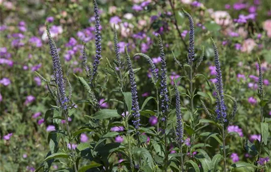 Veronica spicata  Veronica spicata