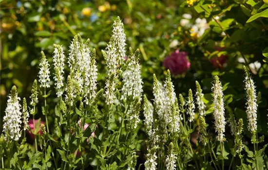 Salvia nemorosa 'Schneehügel'  Salvia nemorosa 'Schneehügel'