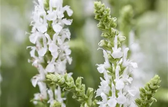 Salvia nemorosa 'Synchro White'  Salvia nemorosa 'Synchro White'