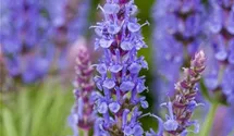Salbei 'Blauhügel'