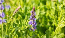 Salbei 'Blauhügel'