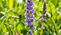 Salbei 'Blauhügel'
