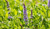 Salbei 'Blauhügel'