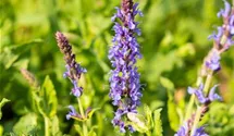Salbei 'Blauhügel'
