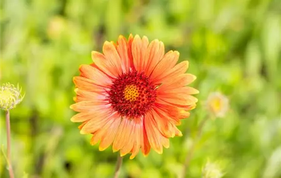 Gaillardia x grandiflora 'Tokajer' 