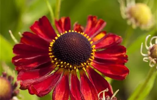 Helenium x cultorum 'Rubinzwerg' 