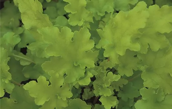 Heuchera micrantha 'Lime Marmalade'  Heuchera micrantha 'Lime Marmalade'