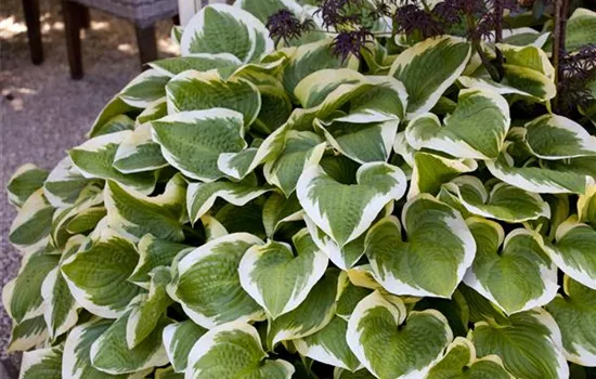 Hosta sieboldiana 'Wide Brim' 