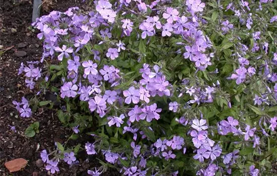Phlox divaricata 'Chattahoochee' 