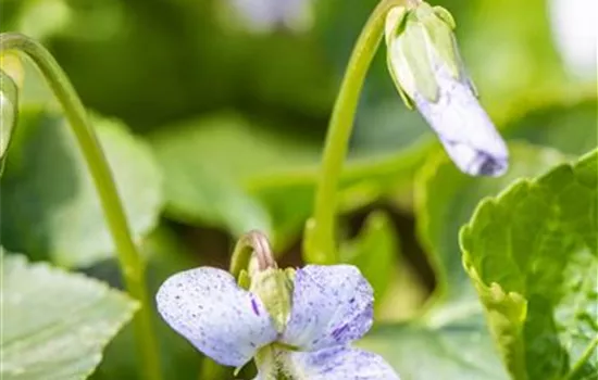 Viola sororia 'Freckels' 