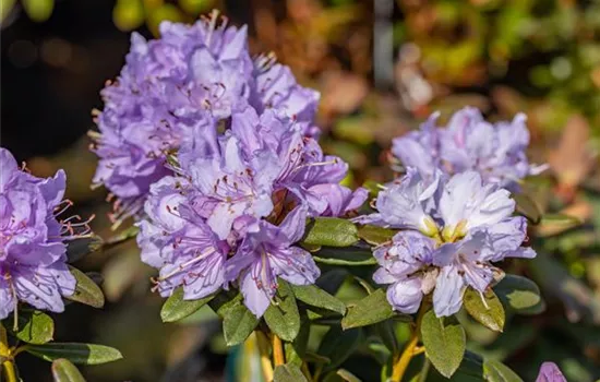Rhododendron impeditum 'Ramapo' 