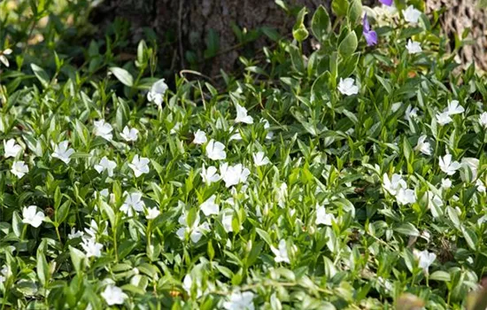 Vinca minor 'Alba' 