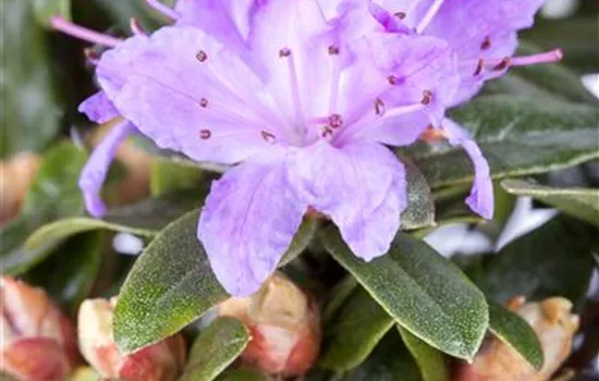 Rhododendron impeditum 'Moerheim' 